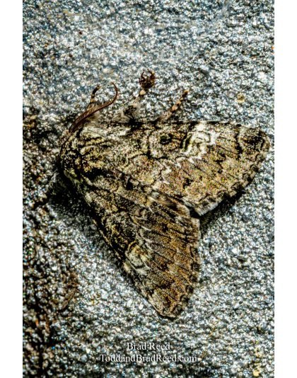 Brad Reed's Day 171 of 366 - June 19, 2020