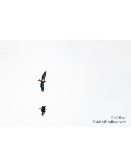 Brad Reed's Day 172 of 366 - June 20, 2020