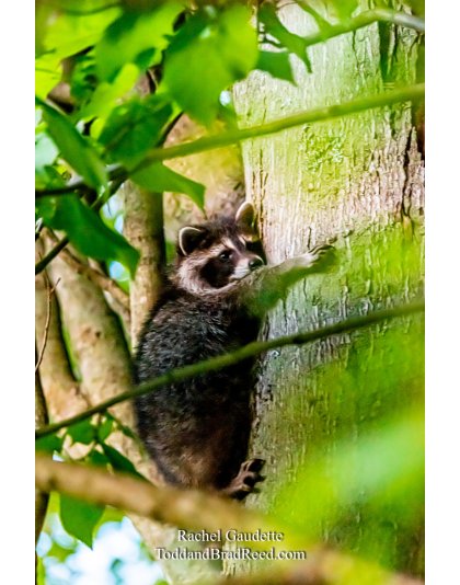 Rachel Gaudette's Day 173 of 366 - June 21, 2020