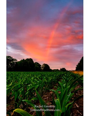 Rachel Gaudette's Day 176 of 366 - June 24, 2020