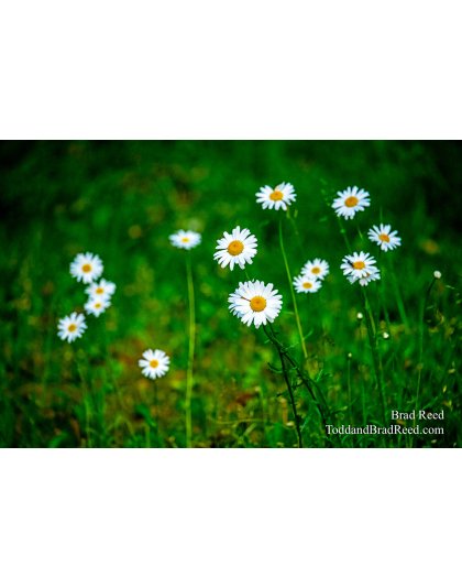 Brad Reed's Day 177 of 366 - June 25, 2020