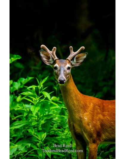 Brad Reed's Day 178 of 366 - June 26, 2020