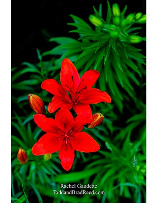 Rachel Gaudette's Day 178 of 366 - June 26, 2020