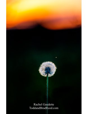 Rachel Gaudette's Day 180 of 366 - June 28, 2020