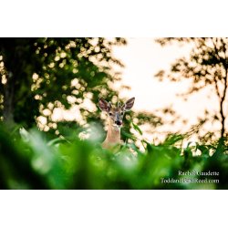 Rachel Gaudette\'s Day 182 of 366 - June 30, 2020