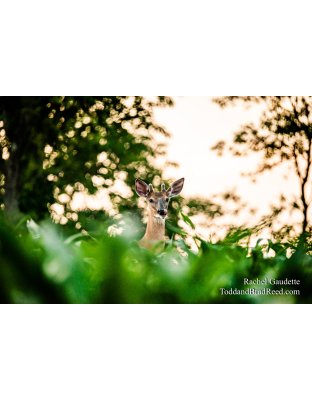 Rachel Gaudette's Day 182 of 366 - June 30, 2020