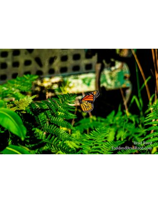 Brad Reed's Day 184 of 366 - July 2, 2020