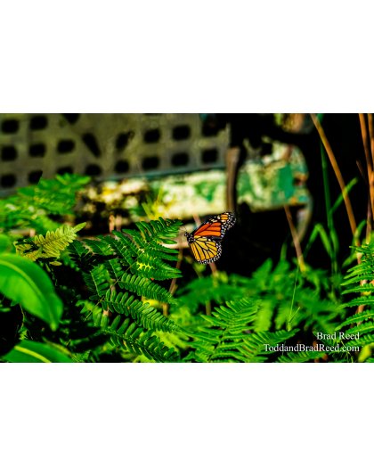 Brad Reed's Day 184 of 366 - July 2, 2020