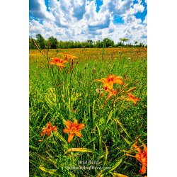 Brad Reed\'s Day 186 of 366 - July 4, 2020