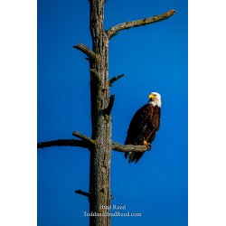 Brad Reed\'s Day 187 of 366 - July 5, 2020