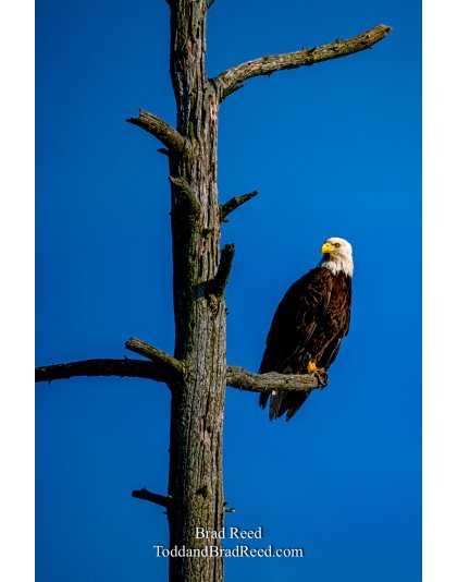Brad Reed's Day 187 of 366 - July 5, 2020