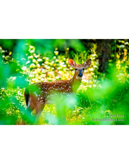 Brad Reed's Day 189 of 366 - July 7, 2020