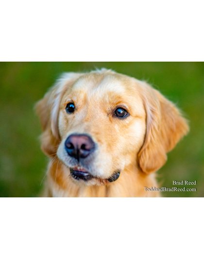 Brad Reed's Day 190 of 366 - July 8, 2020