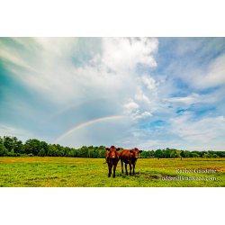 Rachel Gaudette\'s Day 191 of 366 - July 9, 2020