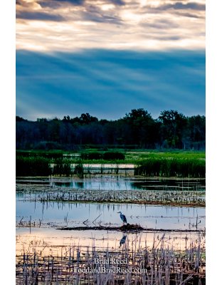 Brad Reed's Day 198 of 366 - July 16, 2020