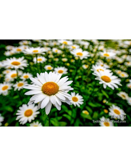 Brad Reed's Day 202 of 366 - July 20, 2020