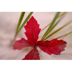 Burst of Life
