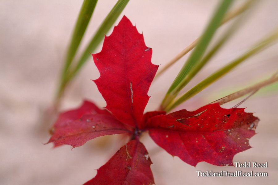 Burst of Life
